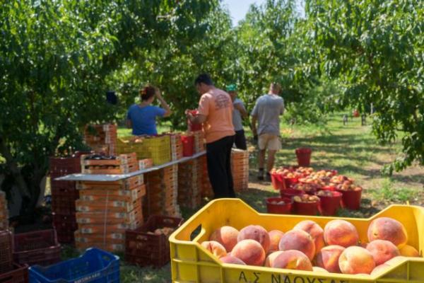 Στήριξη 35 εκατ. ευρώ ζητούν ροδακινοπαραγωγοί του Ν.Ημαθίας – Απειλούν με μπλόκα
