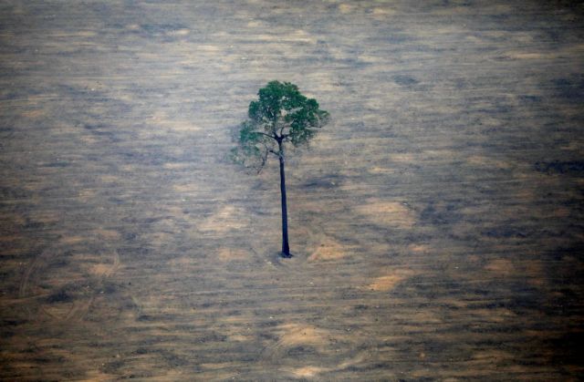 Βραζιλία : Νέα δραματικά στοιχεία για την αποψίλωση των δασών του Αμαζονίου