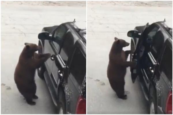 Απίστευτο περιστατικό: Αρκούδα ανοίγει την πόρτα του αυτοκινήτου και μπαίνει μέσα