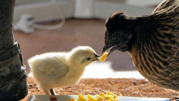 Cage Free : Το κίνημα που θα λατρέψουν όλοι οι φιλόζωοι ήρθε στην Ελλάδα