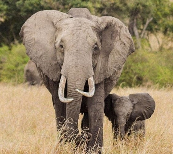 Ελέφαντες: Δείτε τι έκαναν την ώρα που βάδιζαν σε πολυσύχναστη περιοχή