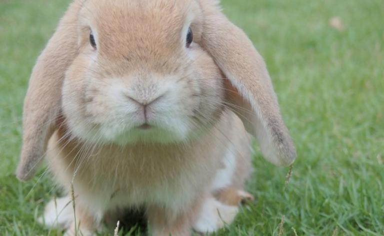 Απίστευτο; Κουνέλι μοιάζει με… μονόκερο