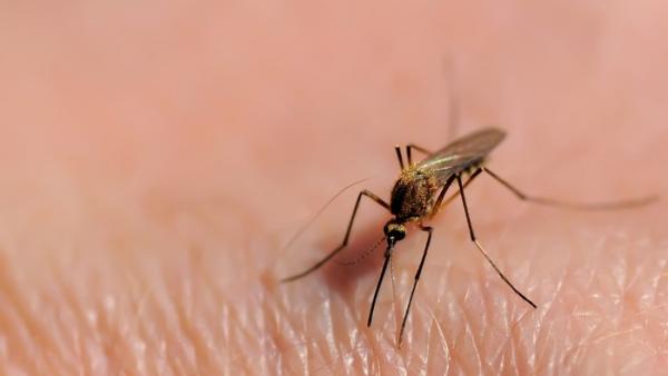 Κουνούπια : Πώς επηρέασαν την εξέλιξη του κόσμου μας