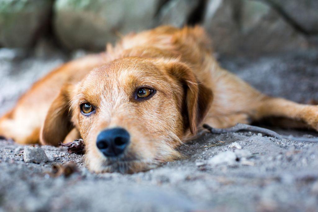 Κακοποίησαν και πέταξαν κουτάβι στα σκουπίδια στα Μέγαρα