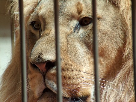 Λιοντάρι δαγκώνει το χέρι του φύλακα σε ζωολογικό κήπο