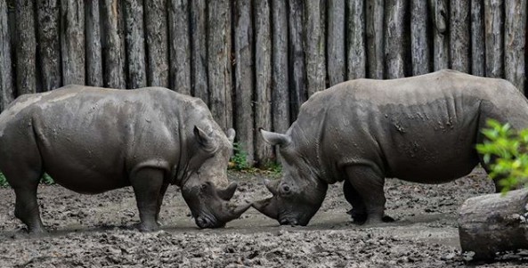 Νεύρα: Πως εκτονώνεται κάθε ζώδιο;