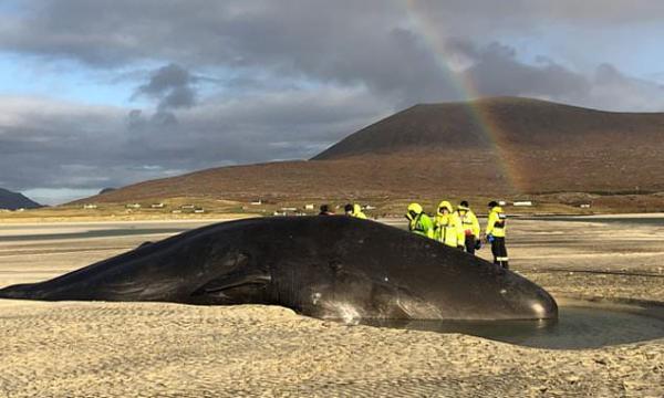Σκωτία : Νεκρή φάλαινα είχε 100 κιλά σκουπίδια στο στομάχι της