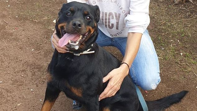 «Με αυτό το post έχασα φιλίες ετών» – Η Ελίνα μας συστήνει το ροτβάιλερ – δολοφόνο των Γλυκών Νερών