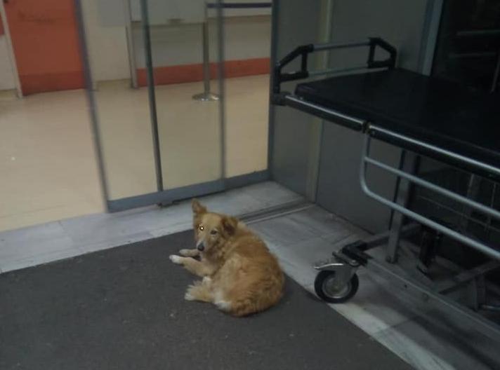 «Χάτσικο» στο Βόλο : Σκυλίτσα περιμένει 5 χρόνια το νεκρό αφεντικό της