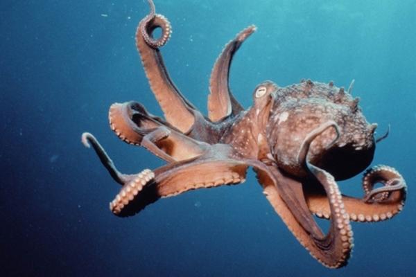 Απίστευτο – Η μάχη ενός τεράστιου χταποδιού με έναν αετό