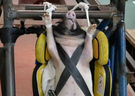 Προκαλεί σάλο: Κινέζοι χρησιμοποιούν γουρούνια για crash test σε παιδικά καθίσματα