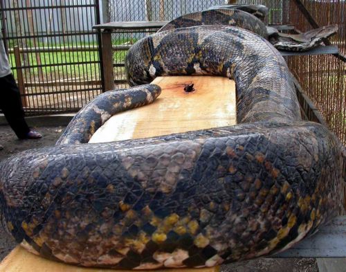 Πύθωνας «προσγειώθηκε» σε διάδρομο αεροδρομίου