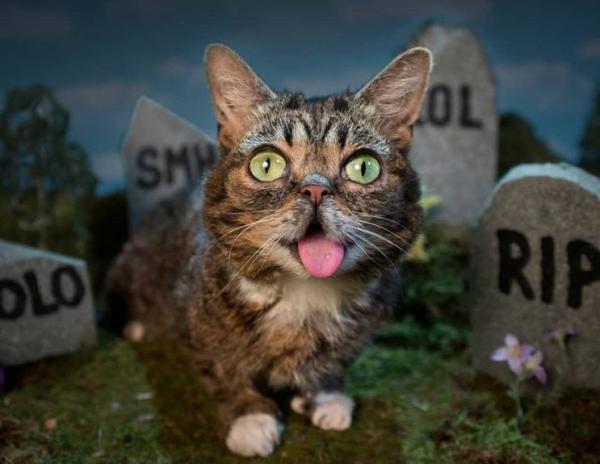 Θρήνος στα social: Πέθανε η πιο διάσημη γάτα
