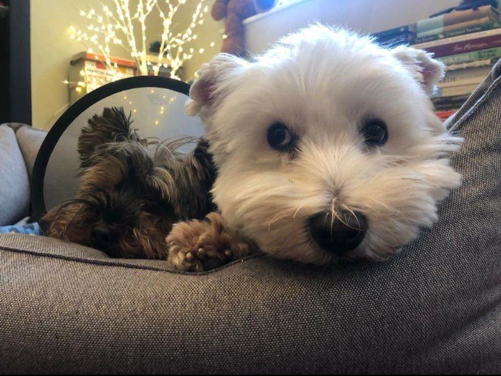 Τα σκυλάκια του Νίκου Δένδια