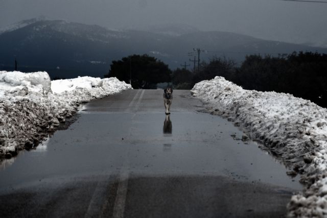 Ελάχιστα τα χιόνια στην Ελλάδα – Η μικρότερη χιονοκάλυψη της 15ετίας | in.gr
