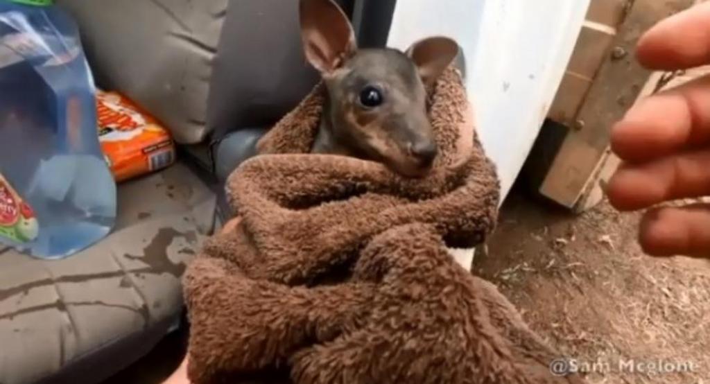 Αυστραλία : Πυροσβέστης σώζει μωρό καγκουρό μέσα από τις φλόγες