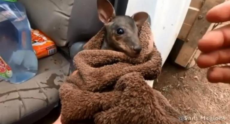 Αυστραλία : Πυροσβέστης σώζει μωρό καγκουρό μέσα από τις φλόγες