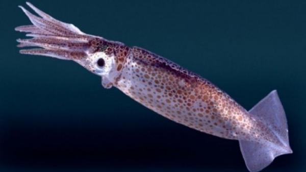 Καλαμάρι 1,5 μέτρου στην θάλασσα του Ναυπλίου