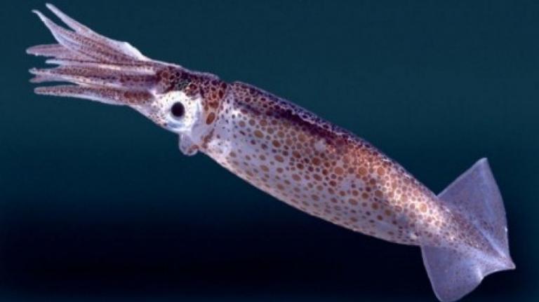 Καλαμάρι 1,5 μέτρου στην θάλασσα του Ναυπλίου