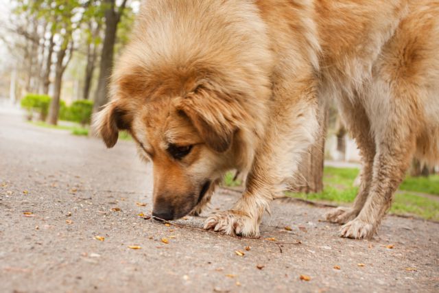 Νέα κτηνωδία - Ανεγκέφαλοι κρέμασαν σκύλο από δέντρο