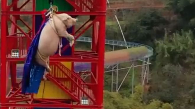 Φρίκη: Ανάγκασαν γουρούνι να κάνει bungee jumping για... διαφήμιση