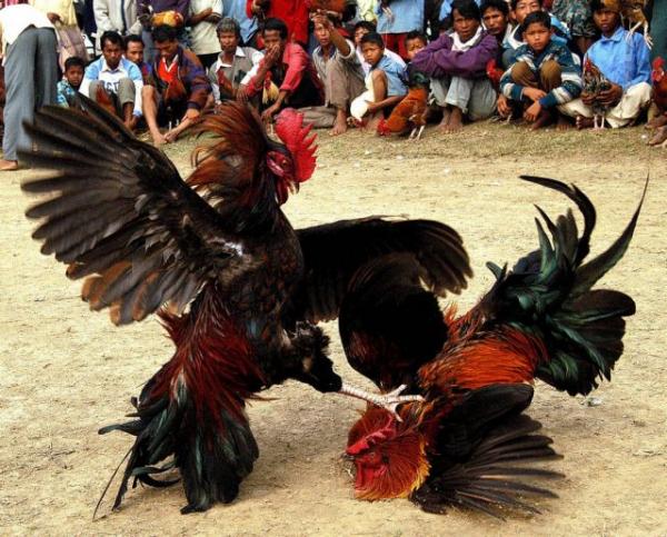 Η εκδίκηση του κόκορα – Σκότωσε άνδρα που τον πήγαινε σε κοκορομαχίες