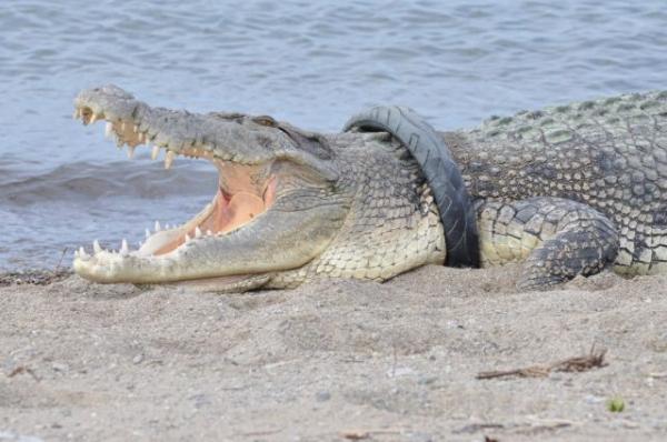 Ο κροκόδειλος που ζει επτά χρόνια με… λάστιχο μηχανής στο λαιμό του