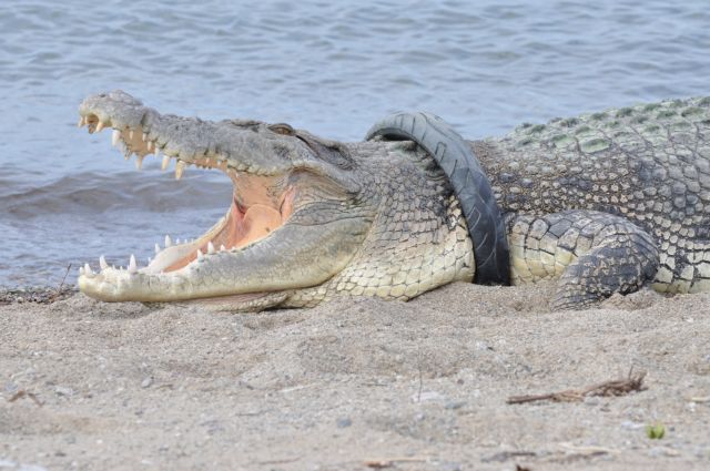 Ο κροκόδειλος που ζει επτά χρόνια με… λάστιχο μηχανής στο λαιμό του
