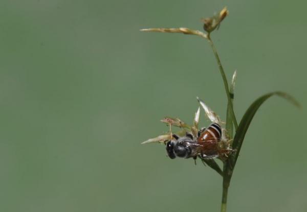 Η ΕΕ απαγόρευσε εντομοκτόνο που θεωρείται επιβλαβές για τις μέλισσες