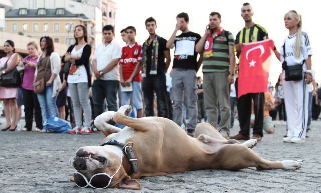 Τουρκία : Ποινές δεκαετούς κάθειρξης σε τρεις Τούρκους για τη δηλητηρίαση αδέσποτων σκυλιών
