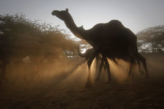 Αυστραλία : Σκοτώνουν 10.000 καμήλες επειδή πίνουν πολύ νερό