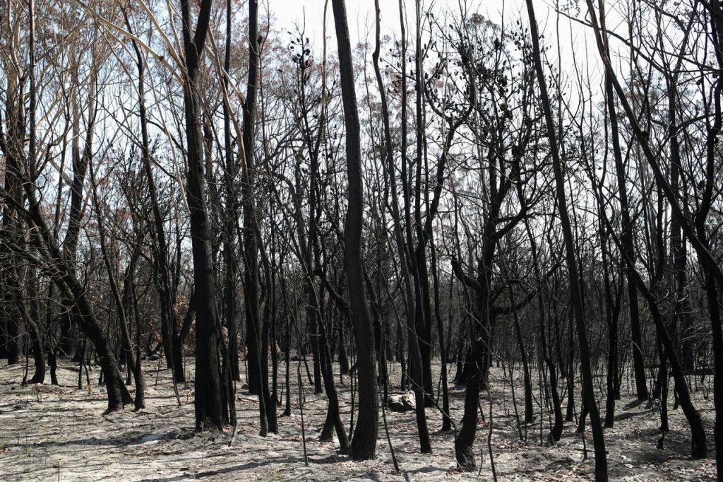 Αυστραλία : Οι πυρκαγιές έριξαν τη σκιά τους στους εορτασμούς για την Ημέρα της Αυστραλίας
