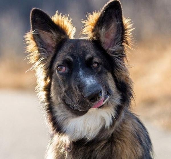 Βrodie: Ο σκύλος με το στραβό πρόσωπο μας έχει κλέψει την καρδιά