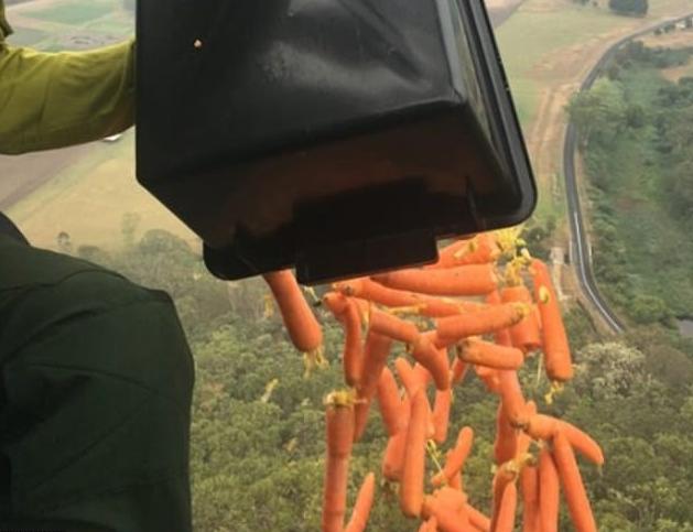 Βοήθεια από… ψηλά: Πετούν τόνους λαχανικών για να σώσουν τα άγρια ζώα της Αυστραλίας [Εικόνες]