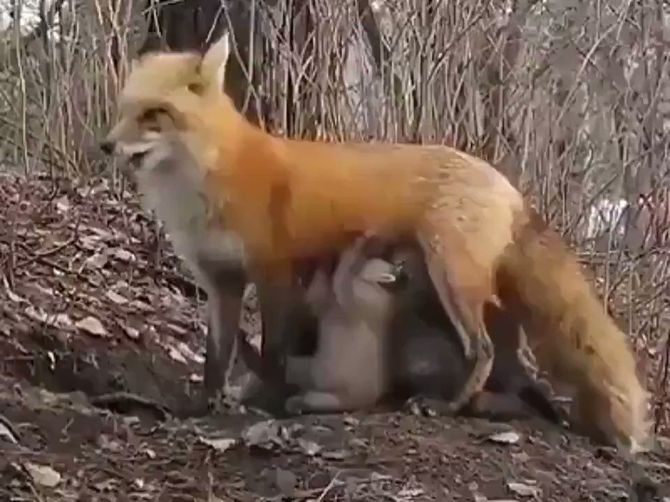 Αλεπουδίτσα θηλάζει πεινασμένο κοάλα στην Αυστραλία