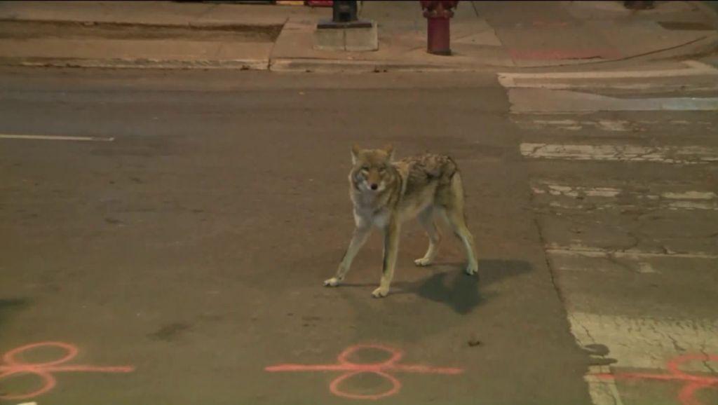 Σικάγο : Στο νοσοκομείο 5χρονος και 32χρονος από επίθεση κογιότ