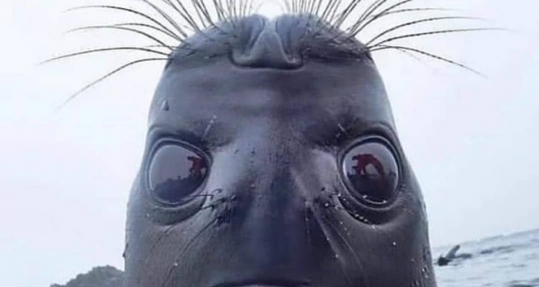 Δείτε το: Θαλάσσια λιοντάρια ανεβαίνουν σε σκάφος