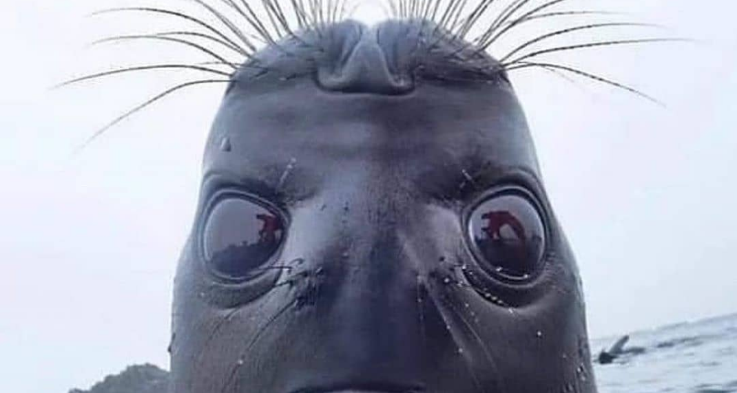 Δείτε το: Θαλάσσια λιοντάρια ανεβαίνουν σε σκάφος