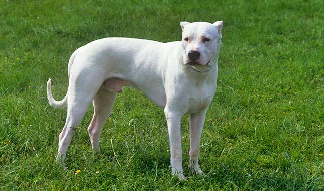 Τραγωδία στο Βόλο: Τι λέει ο σύζυγος για την επίθεση του σκύλου στη νεκρή γυναίκα του