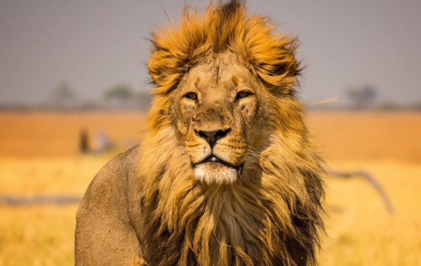 Τα ζώδια που πάσχουν από αλαζονεία