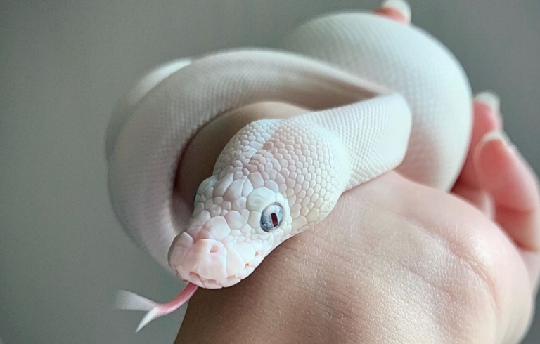 Τελικά αυτός είναι ο Οφιούχος