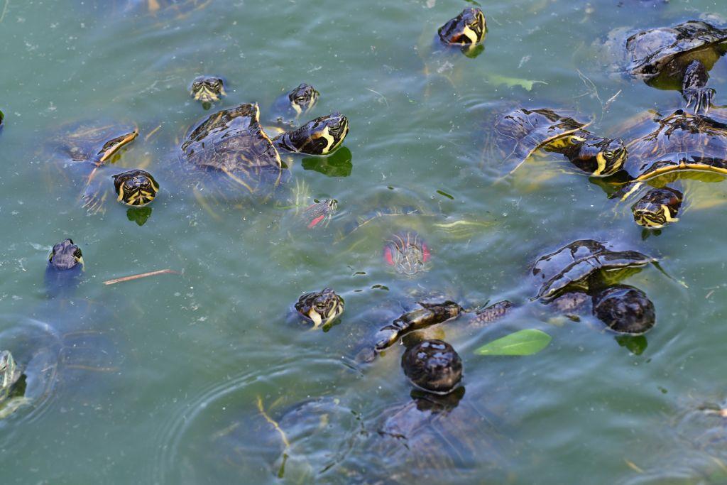 Πάνω από 640 θαλάσσια είδη βρέθηκαν νεκρά στις ελληνικές θάλασσες το 2019
