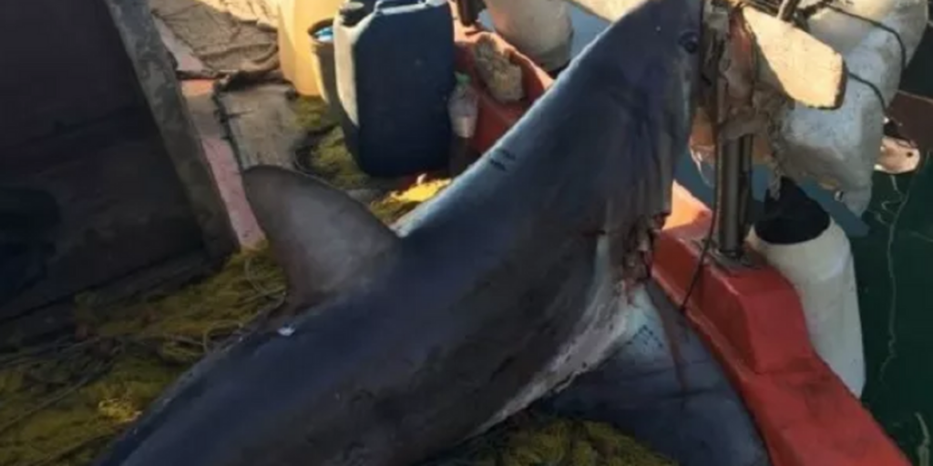 Βόλος: Καρχαρίας 4 μέτρων και 100 κιλών στα δίχτυα ψαράδων