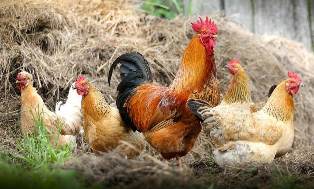 Μετά τις πάπιες, οι κότες…