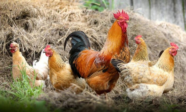 Μετά τις πάπιες, οι κότες…