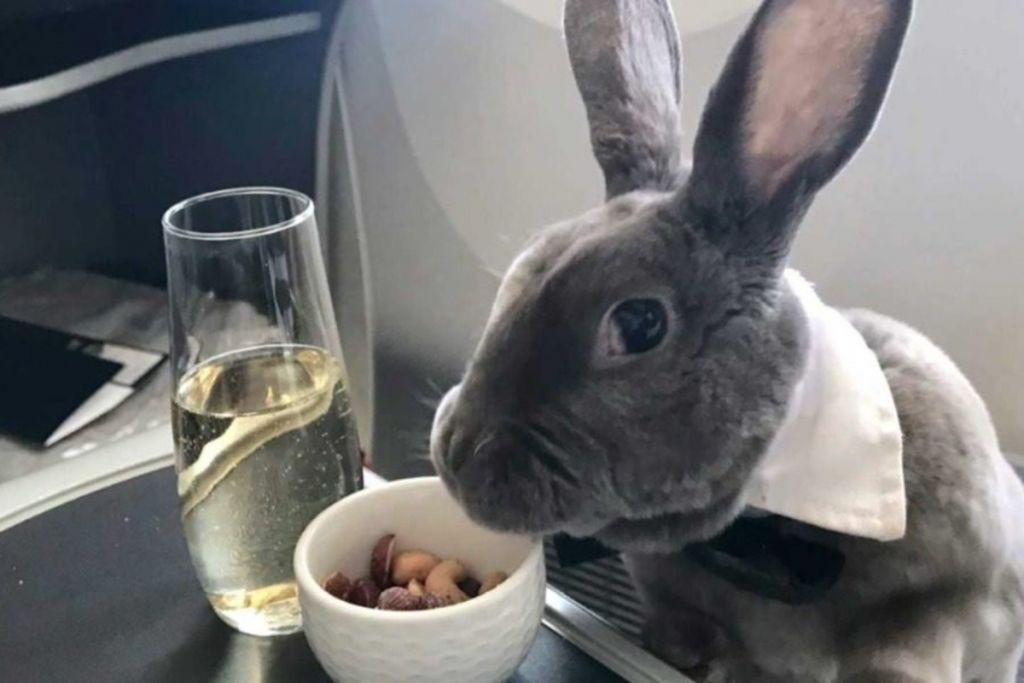 Γιατί αυτό τo κουνέλι ταξιδεύει first class;