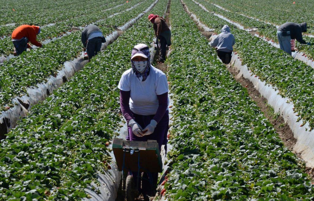 Νέα «εργασιακή Μανωλάδα» στο Μαραθώνα : Εργοδότης πυροβόλησε εργάτες που ζήτησαν τα δεδουλευμένα τους