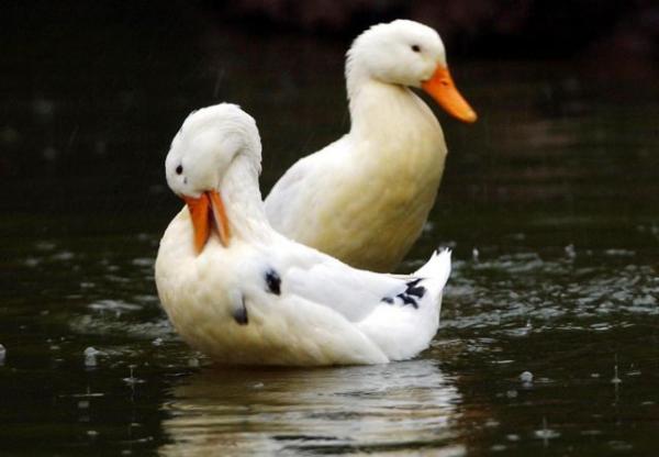 Πάπια βάζει παπιγιόν και πάει εκκλησία κάθε Κυριακή