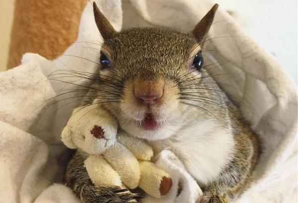 H σκιουρίνα και το… αρκουδάκι της που έγιναν viral