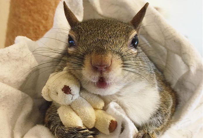 H σκιουρίνα και το… αρκουδάκι της που έγιναν viral